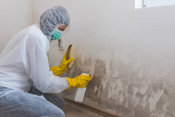 Best Toxic Mold Removal  in Pomona, NJ