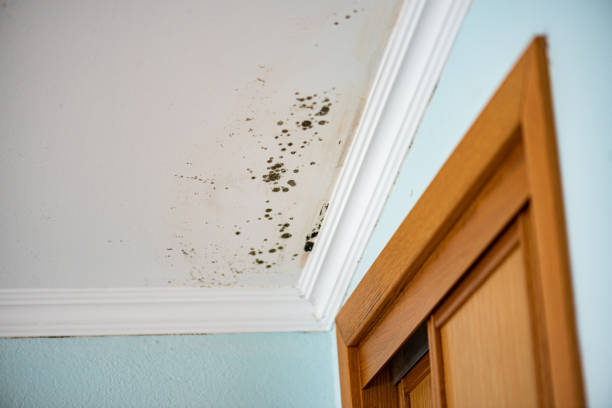 Mold Removal Process in Pomona, NJ