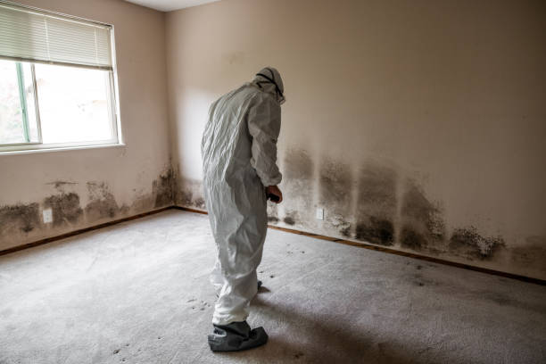 Best Mold Cleaning Services  in Pomona, NJ