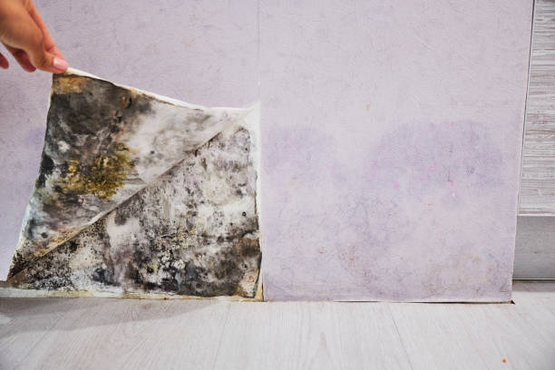 Best Mold Testing  in Pomona, NJ
